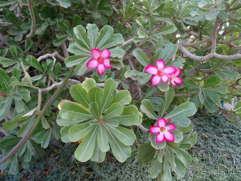 Шалом, Израиль! Часть 4. Мертвое море + СПА Эйн Геди.