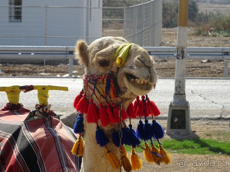 Шалом, Израиль! Часть 4. Мертвое море + СПА Эйн Геди.