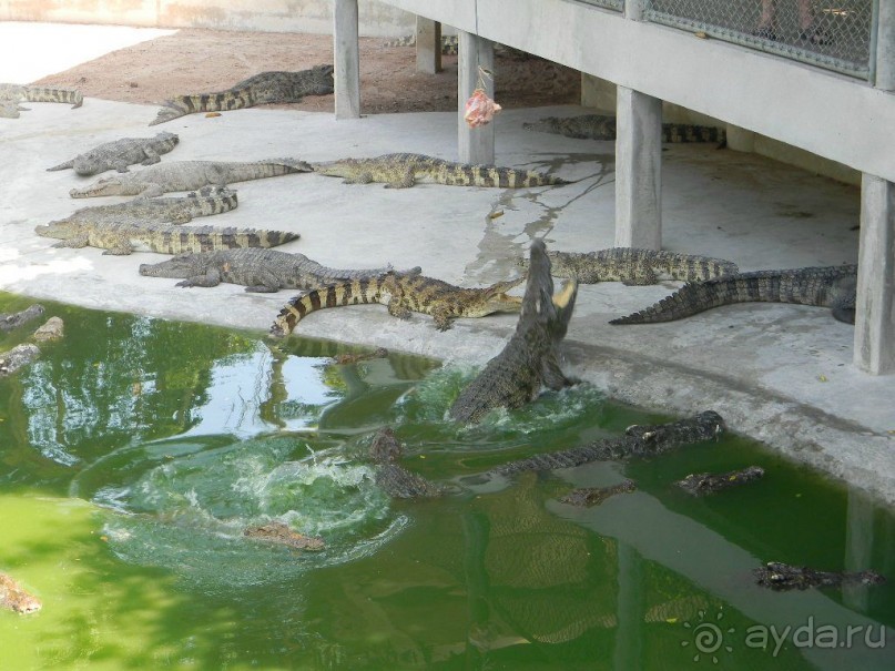 Ноябрь 2011 в Тайланде.