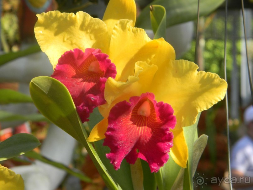 фото Mermaid's Beach Resort