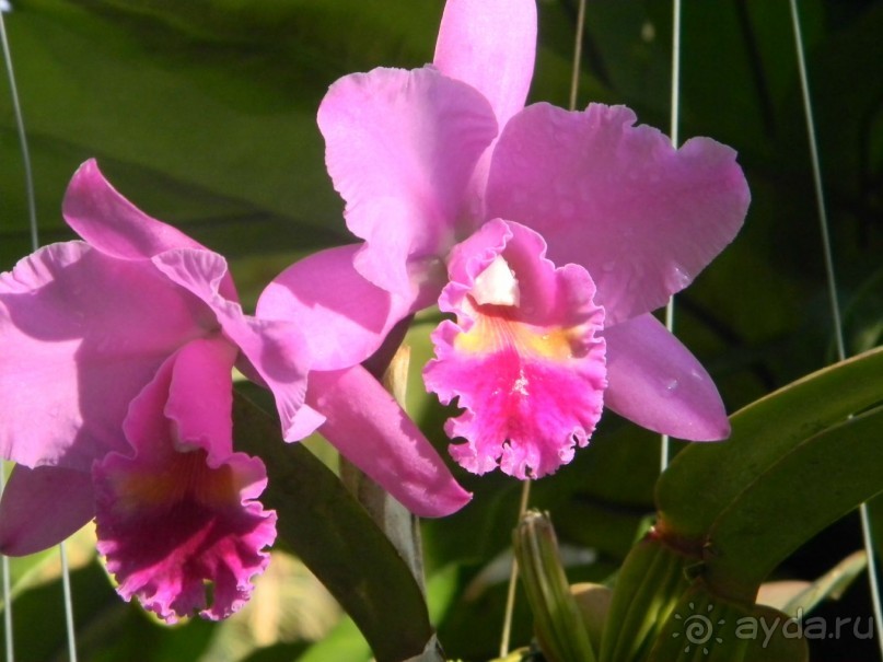 фото Mermaid's Beach Resort