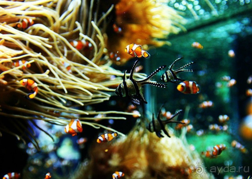 Монако - самое маленькое государство мира.