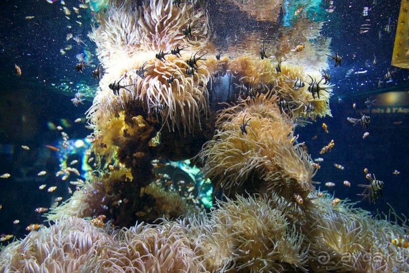 Монако - самое маленькое государство мира.