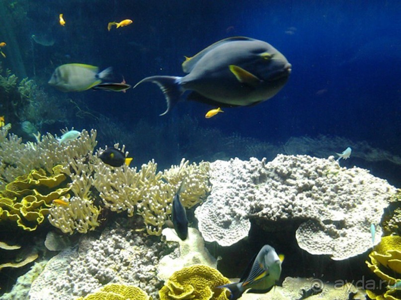 Монако - самое маленькое государство мира.