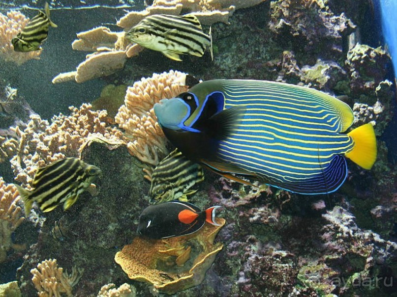 Монако - самое маленькое государство мира.