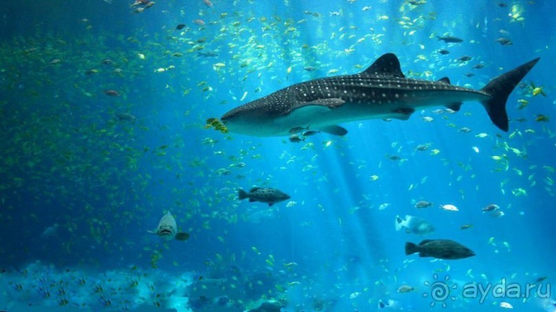 Монако - самое маленькое государство мира.