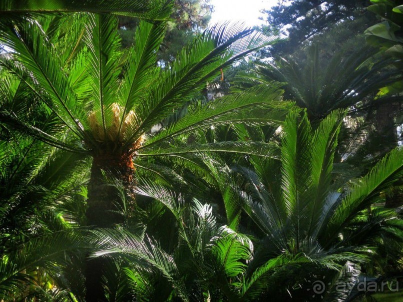 Монако - самое маленькое государство мира.