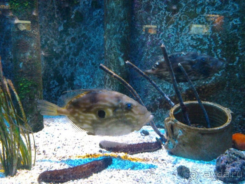 Монако - самое маленькое государство мира.