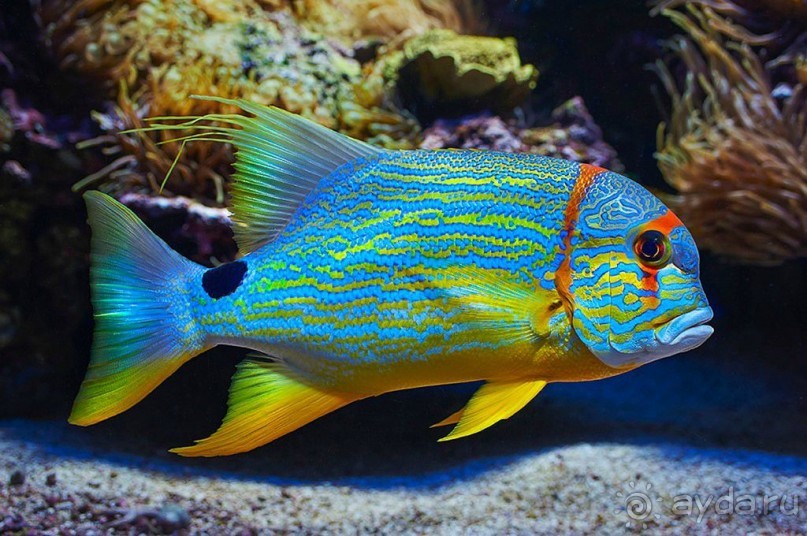 Монако - самое маленькое государство мира.