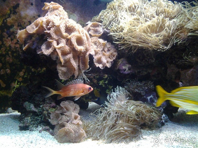 Монако - самое маленькое государство мира.