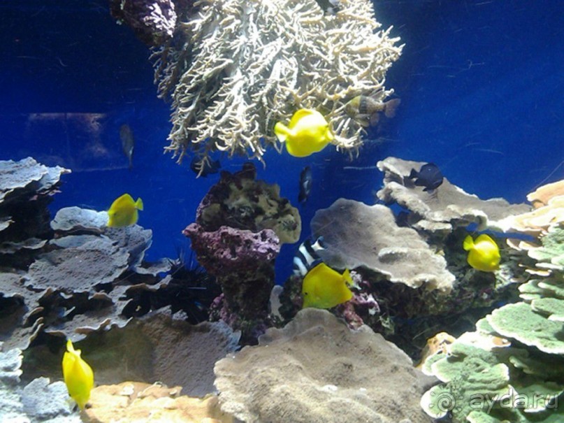 Монако - самое маленькое государство мира.