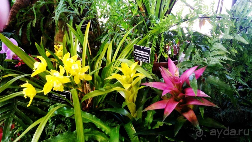 YII Зимний фестиваль в "Аптекарском огороде" "Тропическая зима".