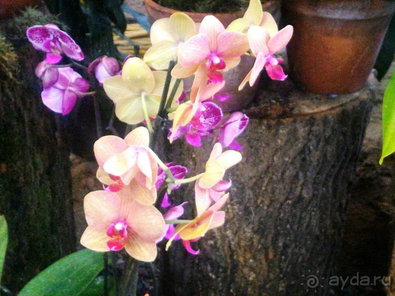 YII Зимний фестиваль в "Аптекарском огороде" "Тропическая зима".