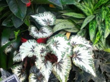 YII Зимний фестиваль в "Аптекарском огороде" "Тропическая зима".