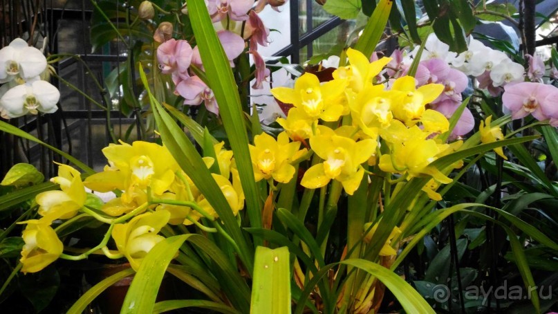 YII Зимний фестиваль в "Аптекарском огороде" "Тропическая зима".