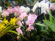 YII Зимний фестиваль в "Аптекарском огороде" "Тропическая зима".