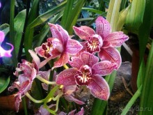 YII Зимний фестиваль в "Аптекарском огороде" "Тропическая зима".