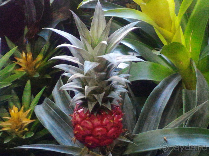 YII Зимний фестиваль в "Аптекарском огороде" "Тропическая зима".