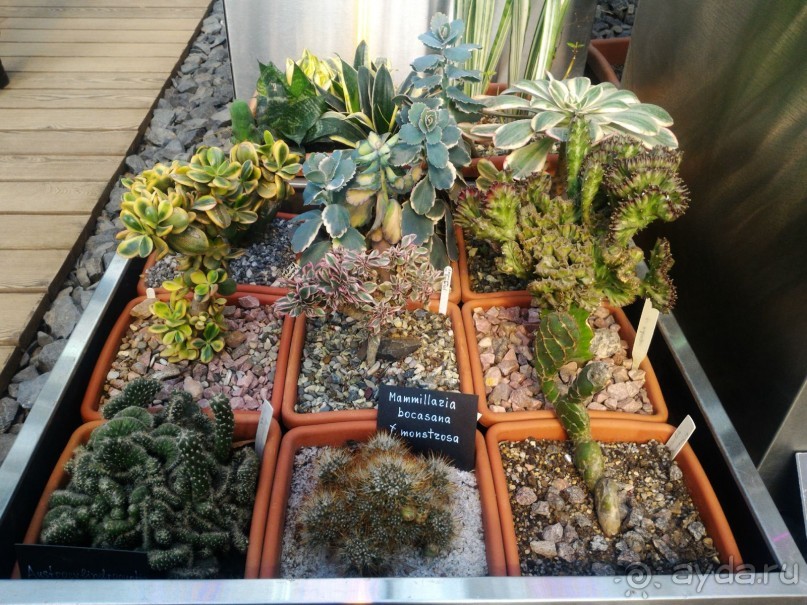 YII Зимний фестиваль в "Аптекарском огороде" "Тропическая зима".