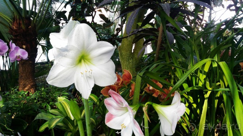 YII Зимний фестиваль в "Аптекарском огороде" "Тропическая зима".