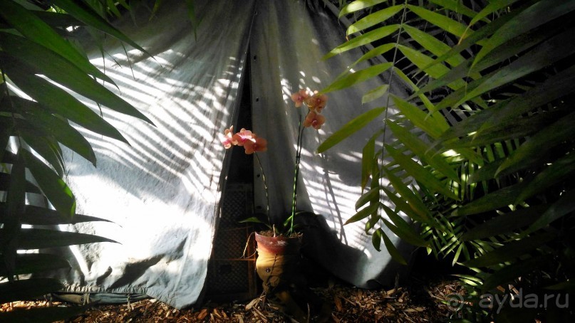 YII Зимний фестиваль в "Аптекарском огороде" "Тропическая зима".