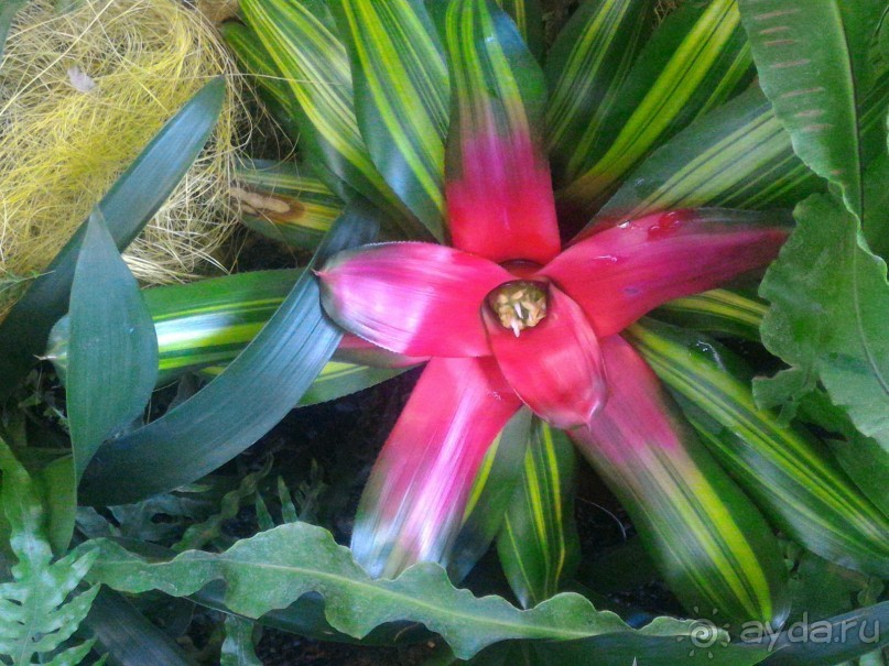 YII Зимний фестиваль в "Аптекарском огороде" "Тропическая зима".