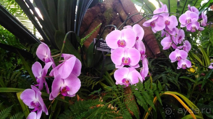 YII Зимний фестиваль в "Аптекарском огороде" "Тропическая зима".