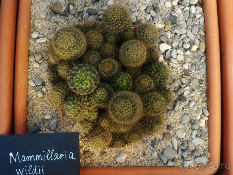 YII Зимний фестиваль в "Аптекарском огороде" "Тропическая зима".