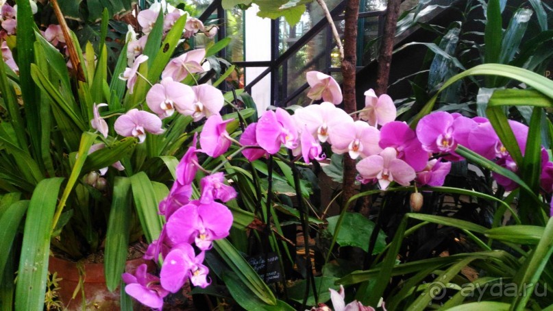 YII Зимний фестиваль в "Аптекарском огороде" "Тропическая зима".