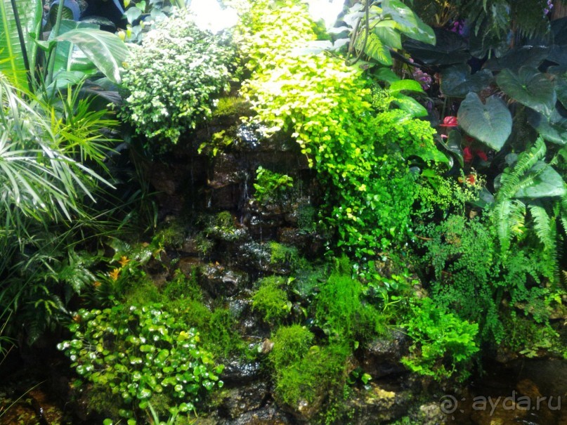 YII Зимний фестиваль в "Аптекарском огороде" "Тропическая зима".