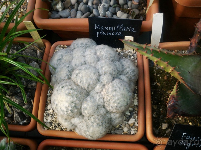 YII Зимний фестиваль в "Аптекарском огороде" "Тропическая зима".