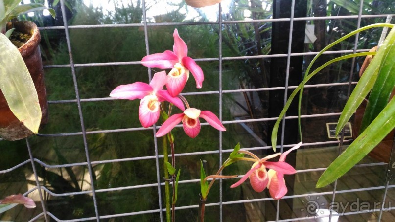 YII Зимний фестиваль в "Аптекарском огороде" "Тропическая зима".