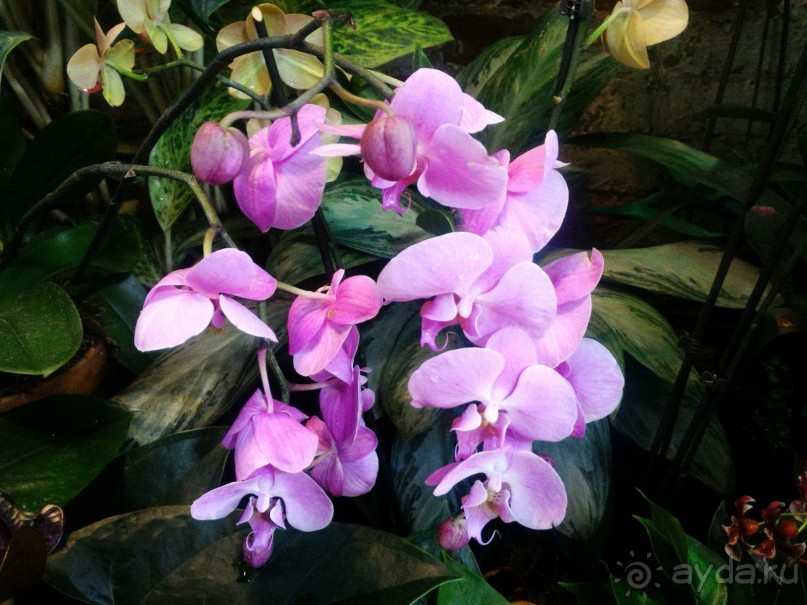 YII Зимний фестиваль в "Аптекарском огороде" "Тропическая зима".