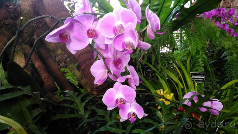 YII Зимний фестиваль в "Аптекарском огороде" "Тропическая зима".