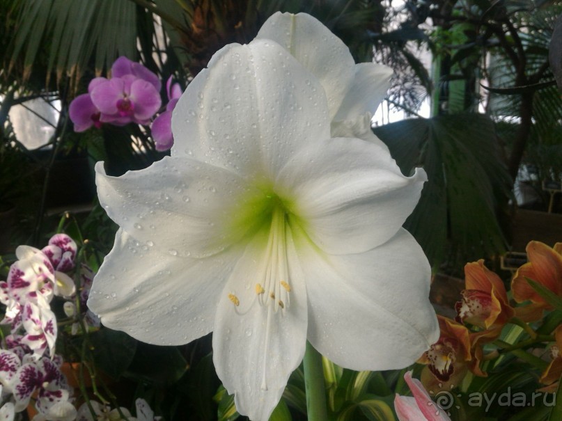 YII Зимний фестиваль в "Аптекарском огороде" "Тропическая зима".