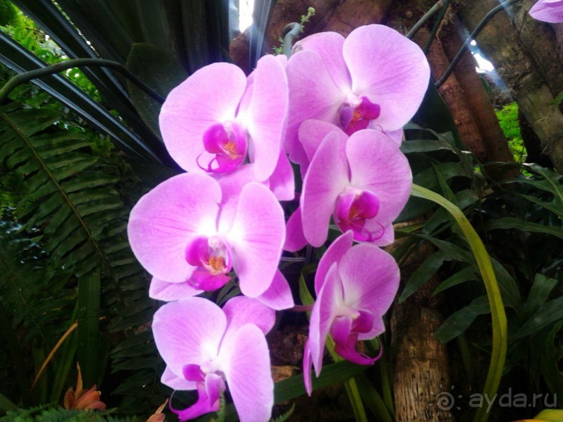 YII Зимний фестиваль в "Аптекарском огороде" "Тропическая зима".