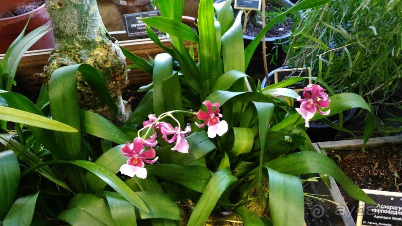 YII Зимний фестиваль в "Аптекарском огороде" "Тропическая зима".