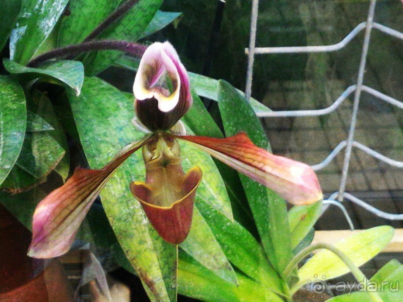 YII Зимний фестиваль в "Аптекарском огороде" "Тропическая зима".