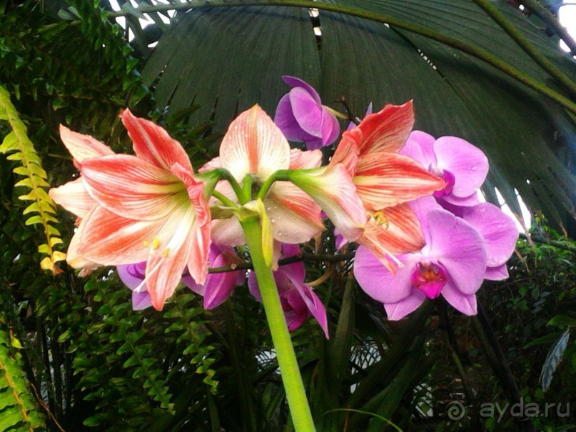 YII Зимний фестиваль в "Аптекарском огороде" "Тропическая зима".