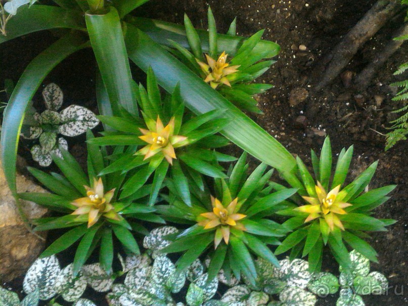 YII Зимний фестиваль в "Аптекарском огороде" "Тропическая зима".