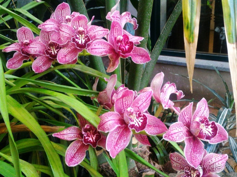 YII Зимний фестиваль в "Аптекарском огороде" "Тропическая зима".