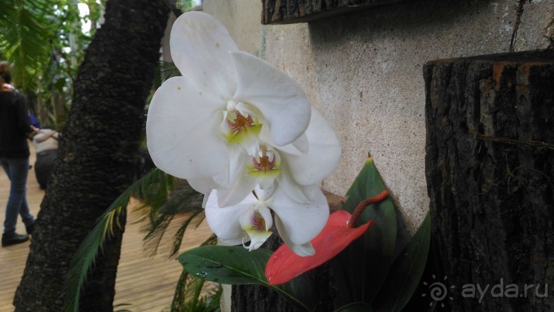 YII Зимний фестиваль в "Аптекарском огороде" "Тропическая зима".