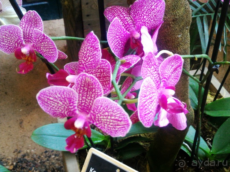 YII Зимний фестиваль в "Аптекарском огороде" "Тропическая зима".