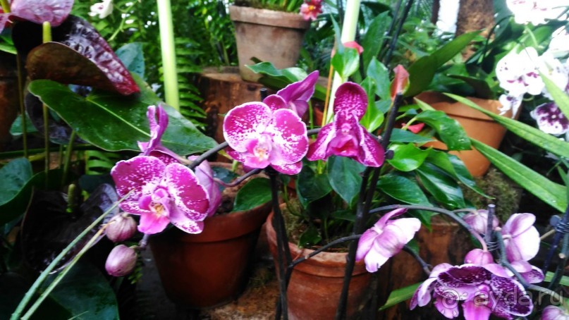 YII Зимний фестиваль в "Аптекарском огороде" "Тропическая зима".