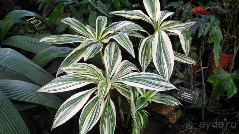 YII Зимний фестиваль в "Аптекарском огороде" "Тропическая зима".