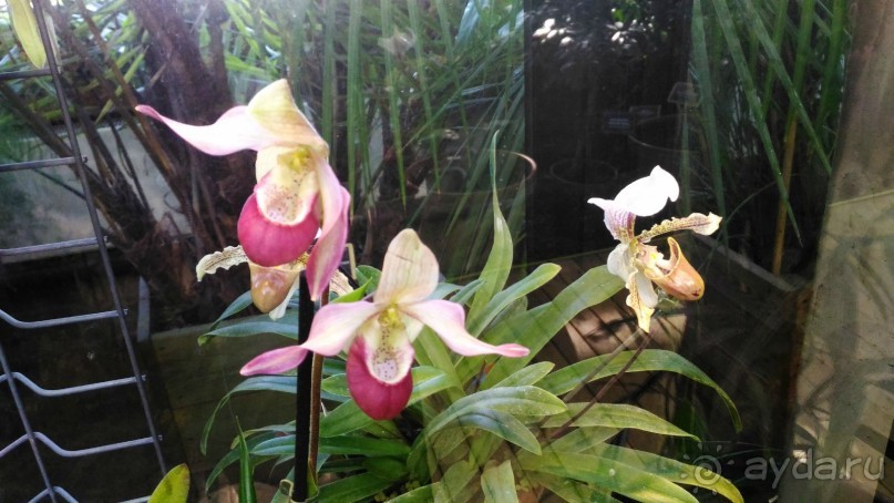 YII Зимний фестиваль в "Аптекарском огороде" "Тропическая зима".