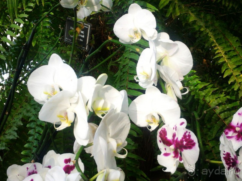 YII Зимний фестиваль в "Аптекарском огороде" "Тропическая зима".