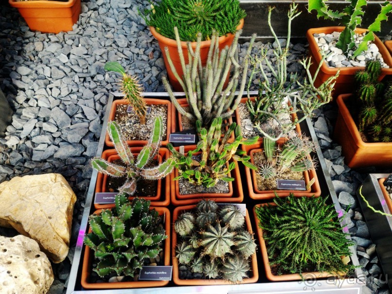 YII Зимний фестиваль в "Аптекарском огороде" "Тропическая зима".