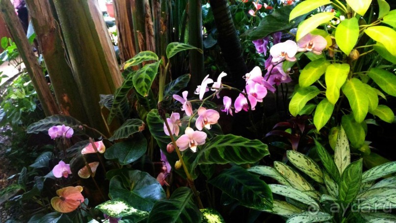 YII Зимний фестиваль в "Аптекарском огороде" "Тропическая зима".