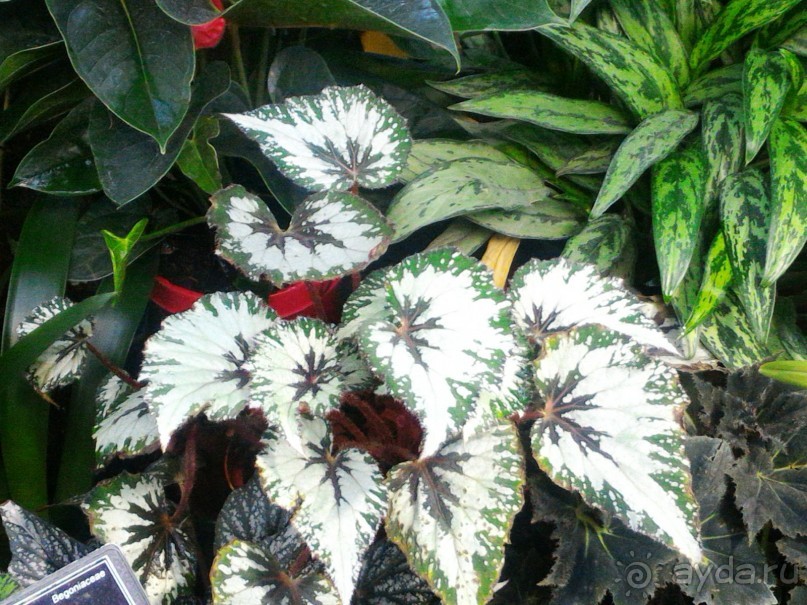 YII Зимний фестиваль в "Аптекарском огороде" "Тропическая зима".